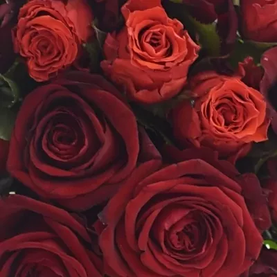 Kytice 15 míchaných růží BERENIKE 40cm