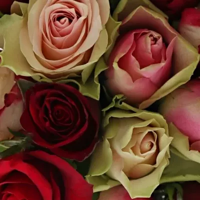 Kytice 15 míchaných růží EBIGALE 50cm