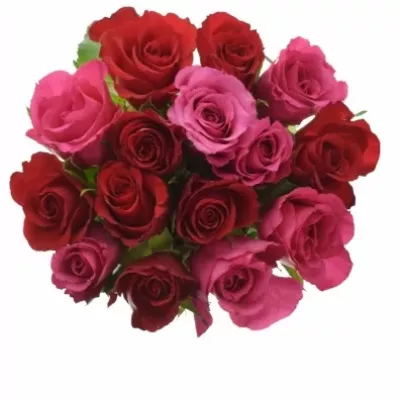 Míchaná kytice 15 vícebarevných růží GRACIANA 50 cm