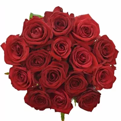 Kytice 15 míchaných růží JOANNA 55cm