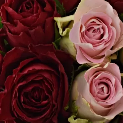 Kytice 15 míchaných růží MADAM BISOU 50cm