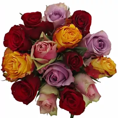 Kytice 15 míchaných růží MIRIAM 40cm