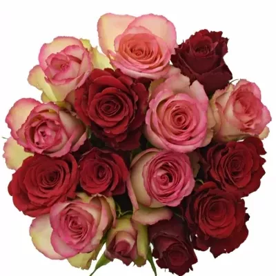 Kytice 15 míchaných růží ODETTE 40cm