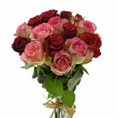 Kytice 15 míchaných růží ODETTE 40cm