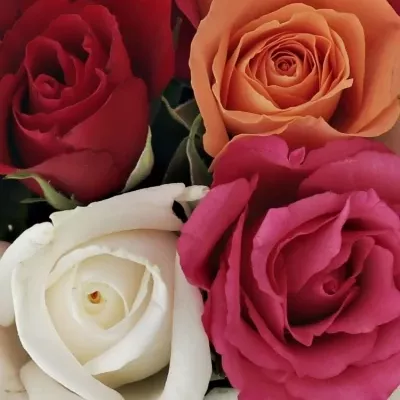 Kytice 15 míchaných růží SEVASTIANOS 40cm
