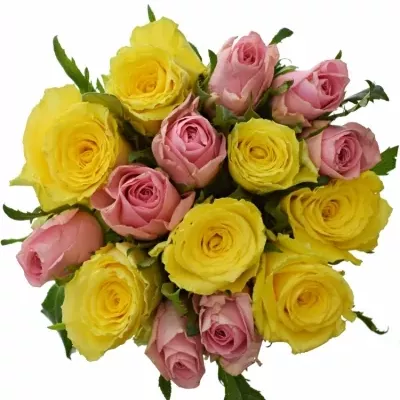 Míchaná kytice 15 vícebarevných růží SHANLEY 50 cm