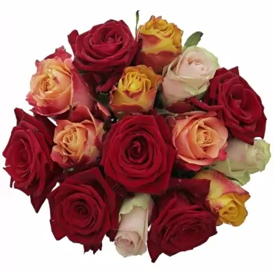 Míchaná kytice 15 vícebarevných růží PITTHEUS 50 cm
