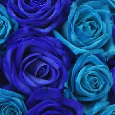 Kytice 15 modrých růží BLUE ADRIANA