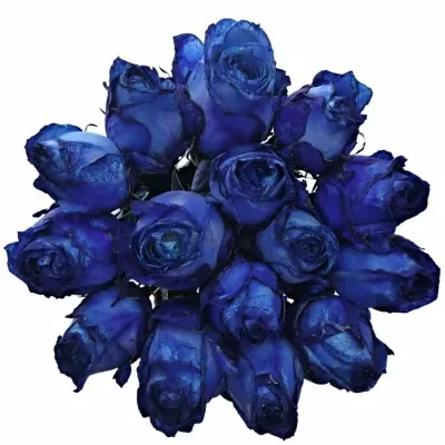 Kytice 15 modrých růží BLUE QUEEN OF AFRICA 50cm