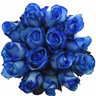 Kytice 15 modrých růží BLUE SNOWSTORM+ 40cm
