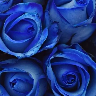 Kytica 15 modrých ruží BLUE snowstorm + 40cm