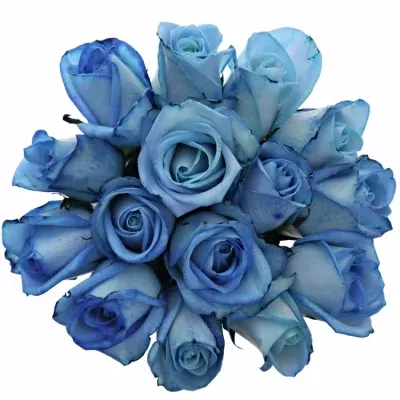 Kytice 15 modrých růží LIGHT BLUE SNOWSTORM 80cm