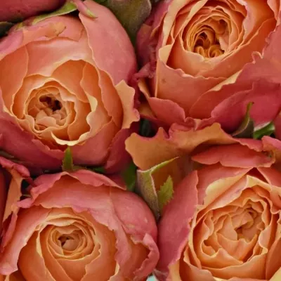 Kytice 15 oranžovočervených růží ALTAMODA 40cm