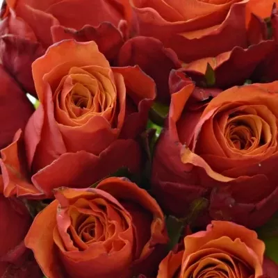 Kytica 15 oranžovočervených ruží ESPANA 40cm