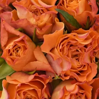 Kytice 15 oranžových růží AMINA