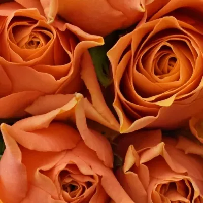 Kytice 15 oranžových růží ARANCIO 40cm