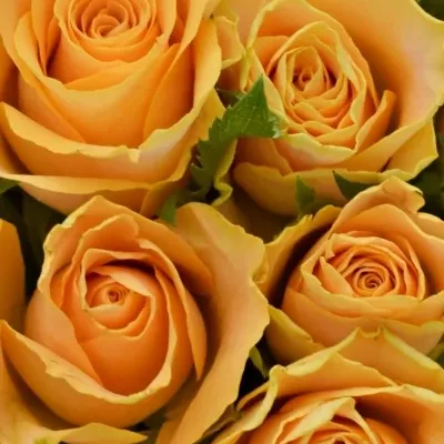 Kytice 15 oranžových růží CANDID PROPHYTA 50cm
