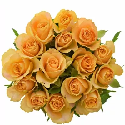 Kytice 15 oranžových růží CANDID PROPHYTA 60cm
