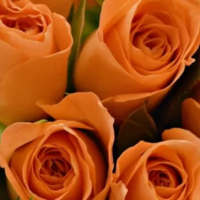 Kytice 15 oranžových růží CHELSEA 40cm