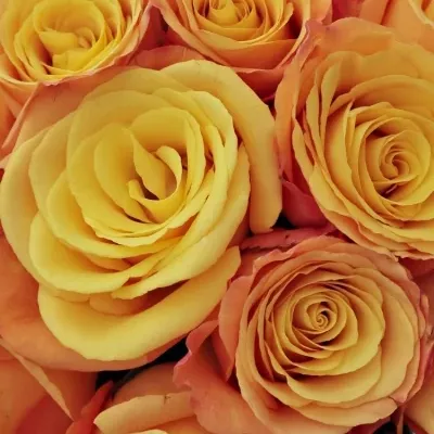 Kytice 15 oranžových růží CONFIDENTIAL 35cm