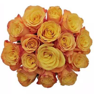 Jednodruhová kytice 15 oranžových růží CONFIDENTIAL 80 cm