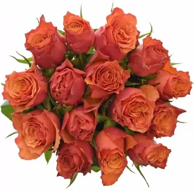 Kytice 15 oranžových růží DEVOTED 90cm