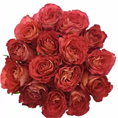 Kytice 15 oranžových růží FINE WINE 40cm