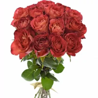 Kytice 15 oranžových růží FINE WINE 40cm