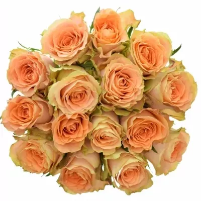 Kytice 15 oranžových růží FLORENTINE