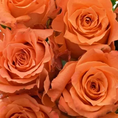 Kytice 15 oranžových růží JULISCHKA 40cm