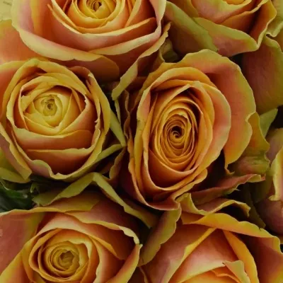 Kytice 15 oranžových růží MARACUJA 40cm