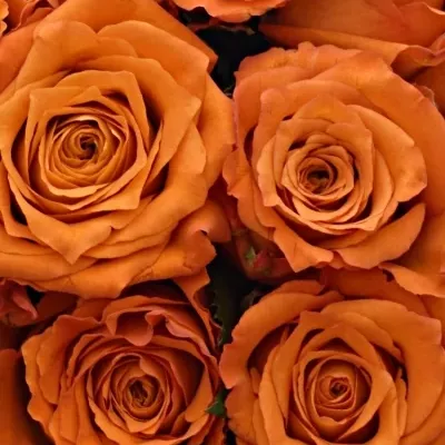 Kytice 15 oranžových růží Mpesa 40cm