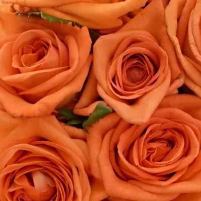 Kytice 15 oranžových růží NARANGA