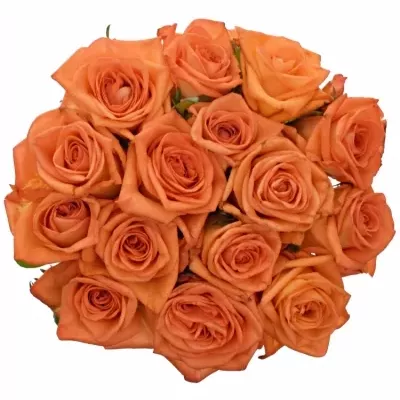Kytice 15 oranžových růží NARANGA 50cm