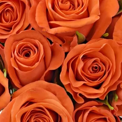 Kytice 15 oranžových růží PATZ 50cm