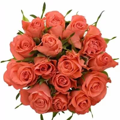 Kytice 15 oranžových růží SIMBA 50cm