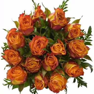 Kytice 15 oranžových růží SOMBRERO 50cm