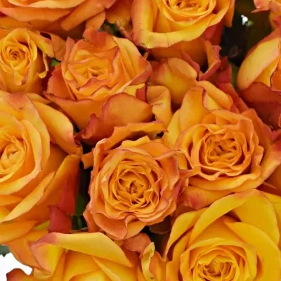 Kytice 15 oranžových růží TIEBREAK 60cm