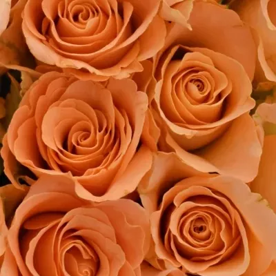 Kytice 15 oranžových růží TRIXX!