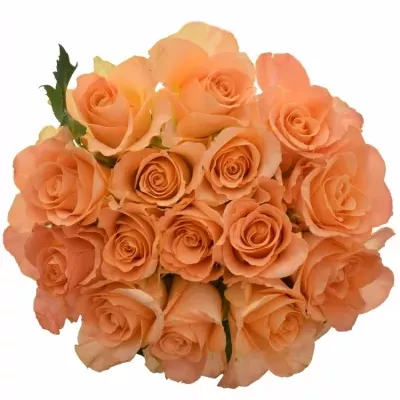 Kytice 15 oranžových růží TRIXX! 50cm
