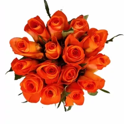 Kytice 15 oranžových růží TROPICAL AMAZONE 50cm