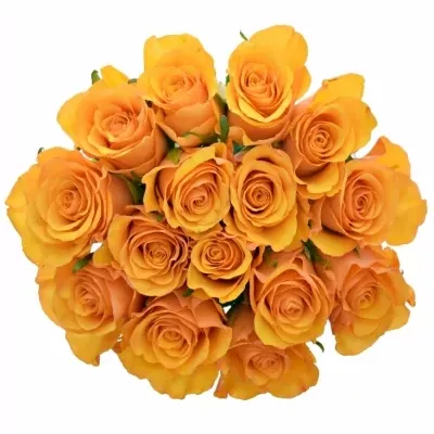 Kytice 15 oranžových růží TYCOON 50cm
