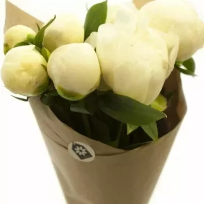 Kytice 10 pivoněk DUCHESSE DE NEMOURS 50cm