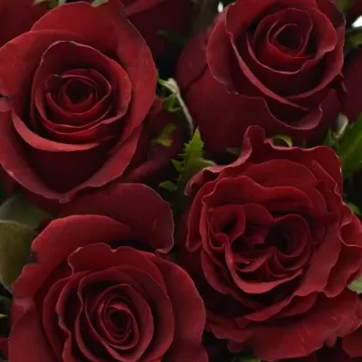 Kytice 15 rudých růží BURGUNDY 50cm 