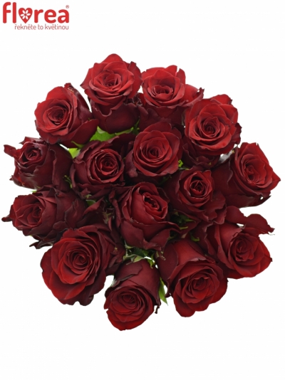 Kytice 15 rudých růží EXPLORER 50cm