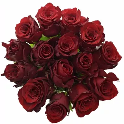 Jednodruhová kytice 15 červených růží EXPLORER 80 cm