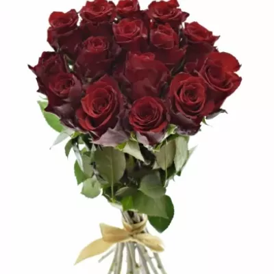 Kytice 15 rudých růží EXPLORER 60cm