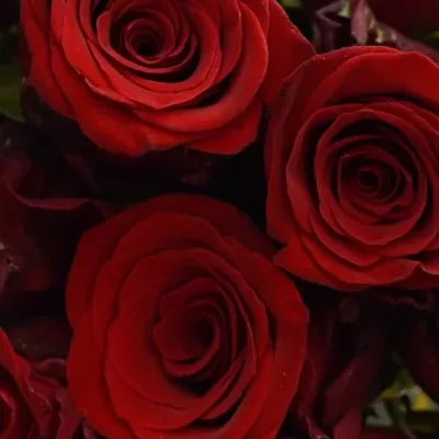 Kytice 15 rudých růží INCREDIBLE 60cm
