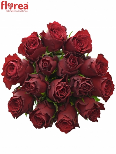 Kytice 15 rudých růží MADAM RED 40cm 