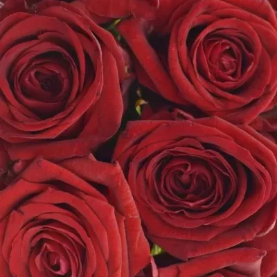 Kytice 15 rudých růží RED NAOMI! 30cm